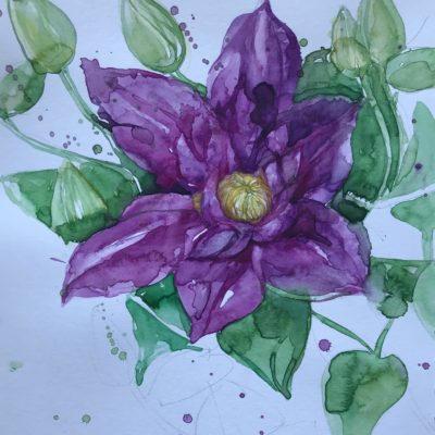 Clematis watercolour